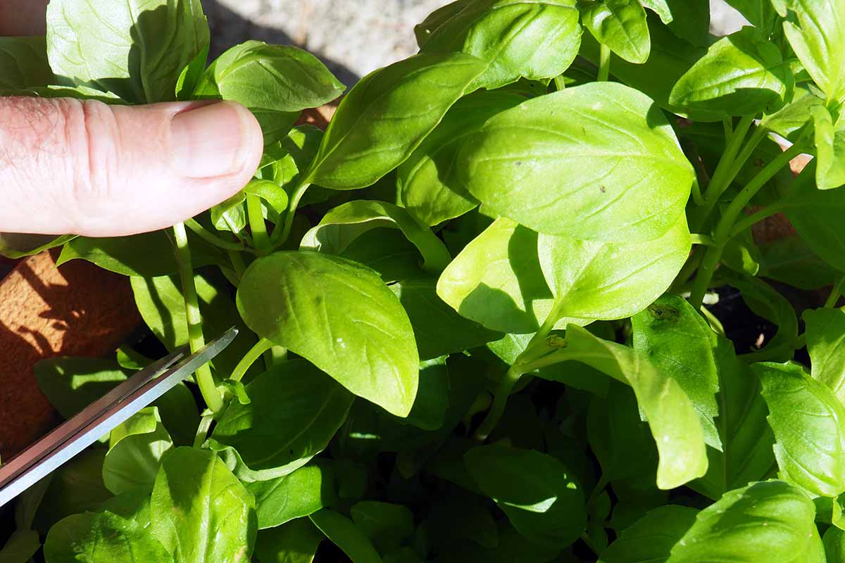 A close up horizontal image of a hand from the left of the frame using scissors to harvest basil leaves.