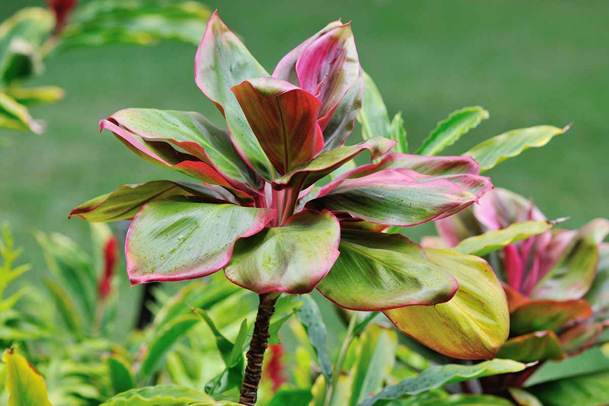 A horizontal image of the green and pink leaves of a Hawaiian ti plant growing among other green-leaved plants outdoors.