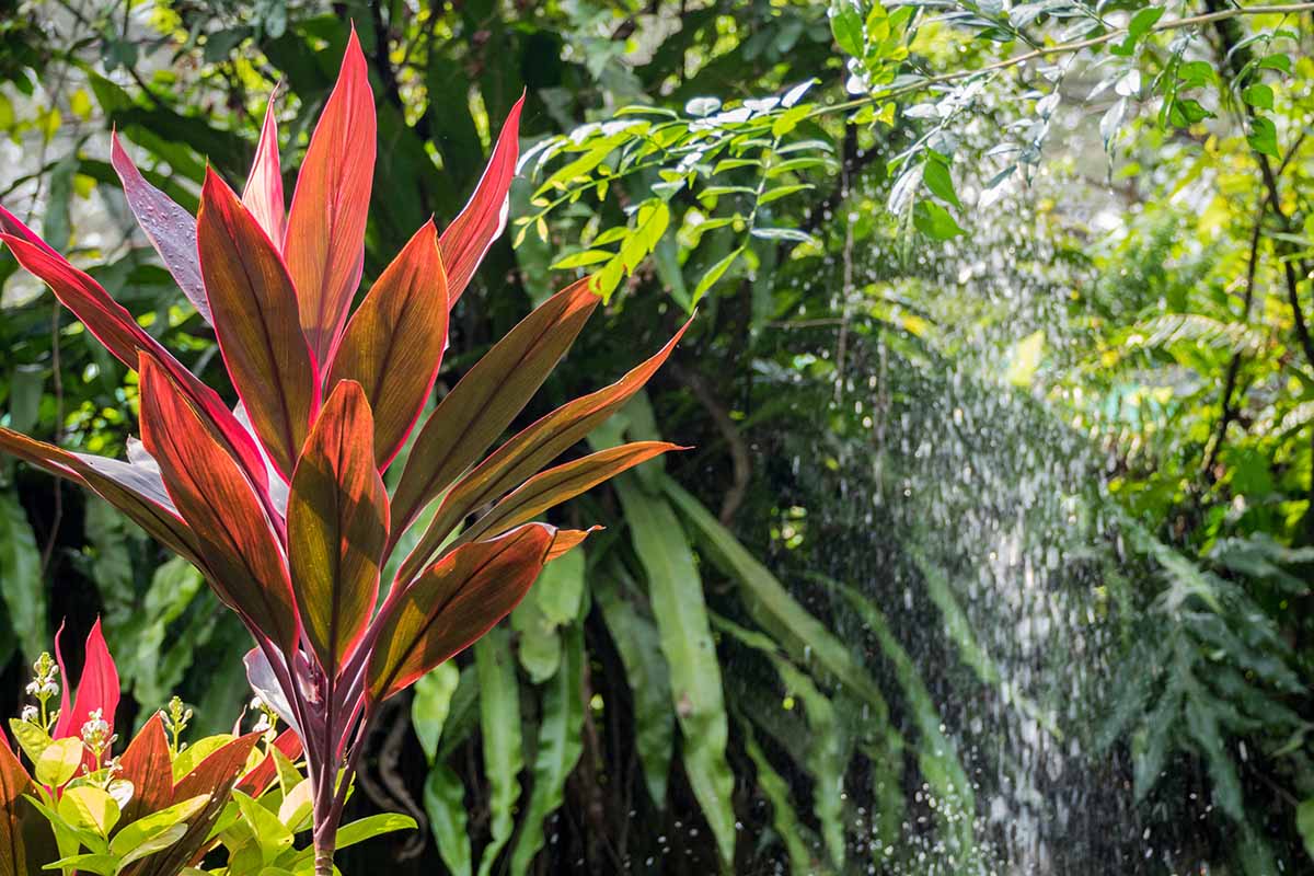 A horizontal image of a red Hawaiian ti (Cordyline fruticosa) growing to the left of a small waterfall, all in front of a lush backdrop of foliage.