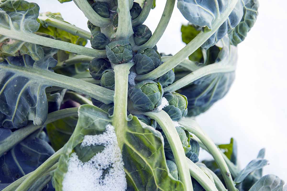 A close up horizontal image of a brussels sprout plant growing in the garden with developing buds and a light dusting of snow on the foliage.