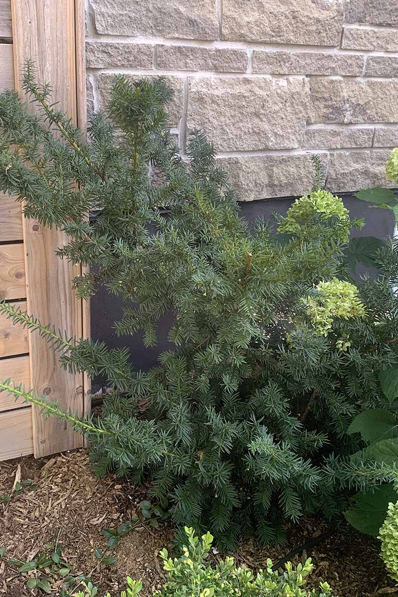 A vertical image of a 'Hicksii' yew growing as a foundation planting outside a stone house.