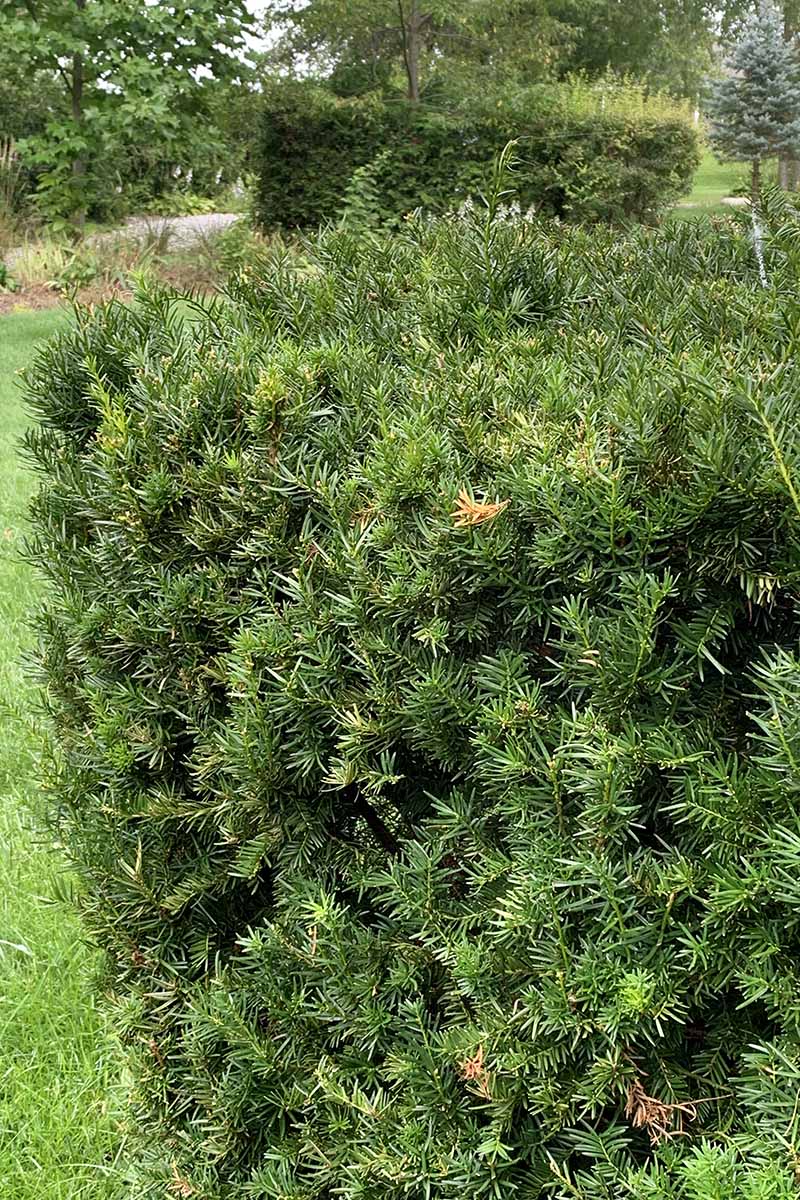 A vertical image of a 'Hicksii' yew growing in the garden.