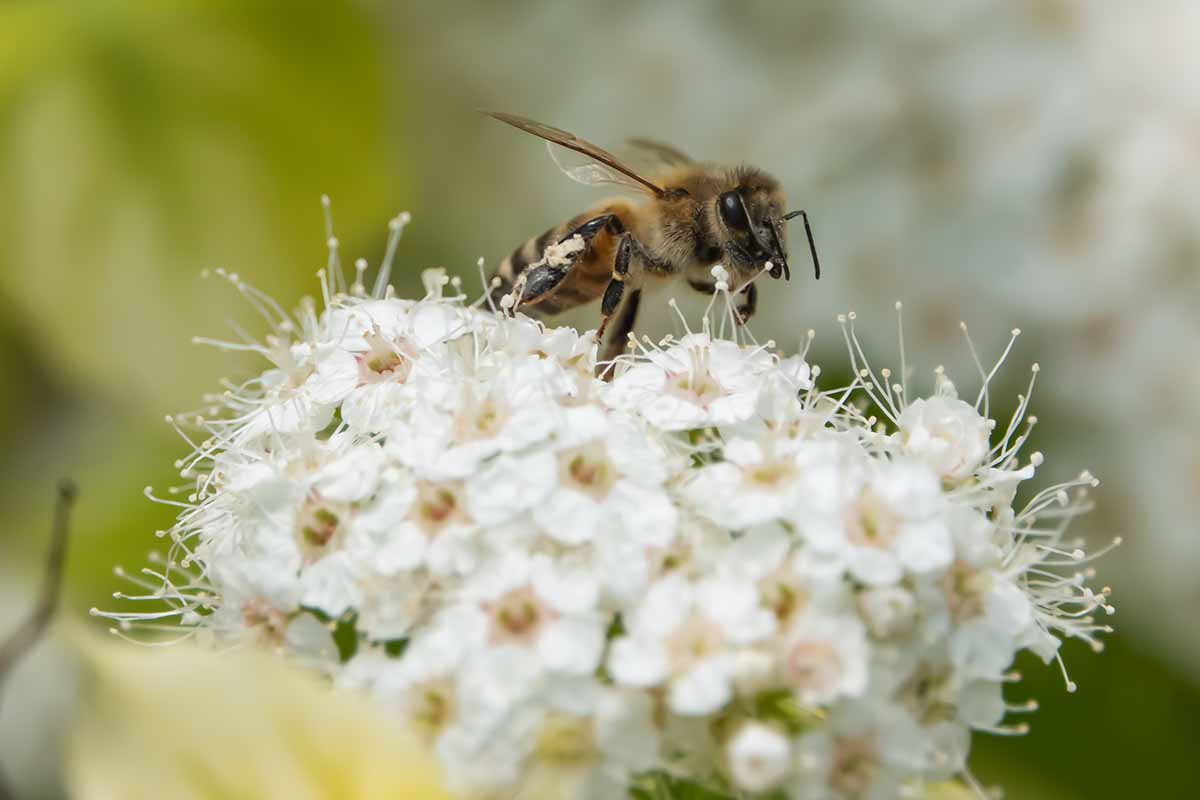 A horizontal shot of a honeybee perched on top of a branch of white birchleaf spiraea flowers.
