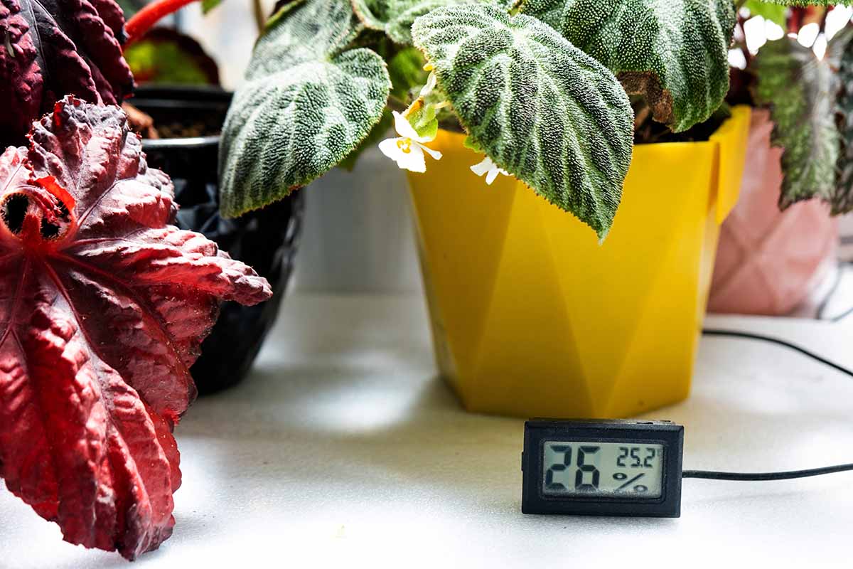 A horizontal image of a collection of houseplants in colorful pots set on a wooden surface with a temperature and humidity sensor.
