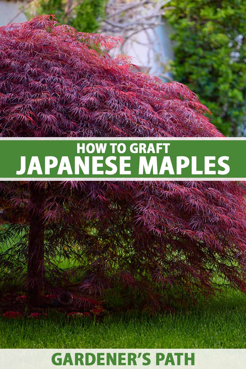 A vertical image of a red Japanese maple tree growing in the garden. To the center and bottom of the frame is green and white printed text.