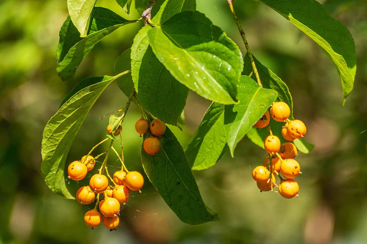 A close up horizontal image of the berries and foliage of American bittersweet (Celastrus scandens) growing in the garden, pictured on a soft focus background.
