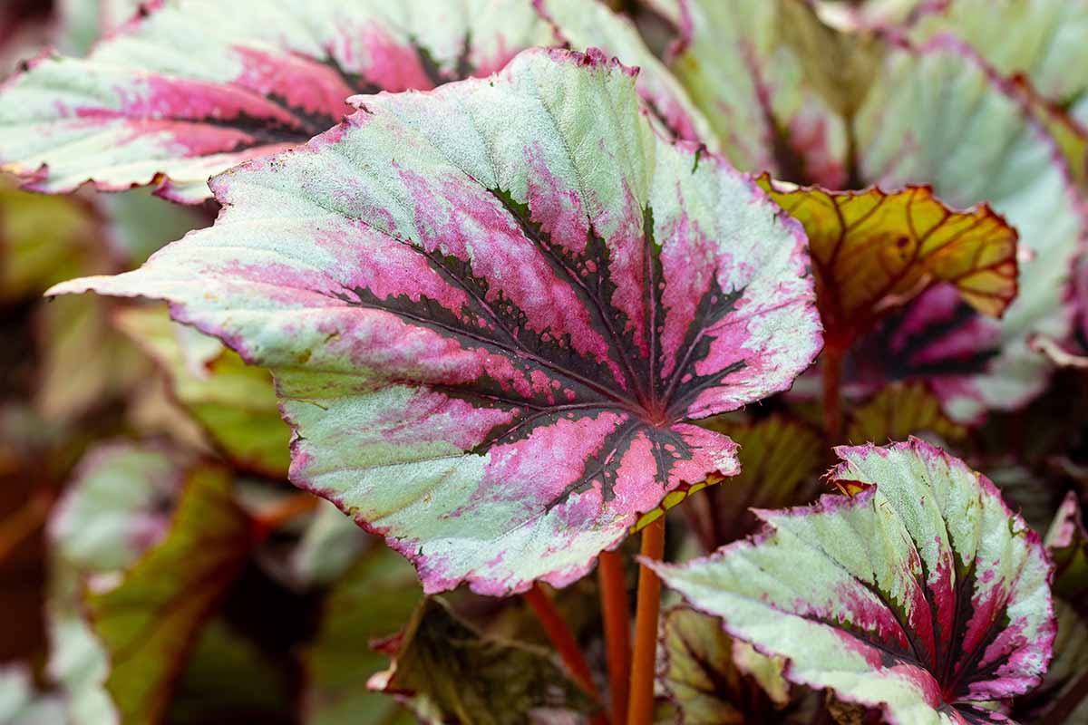 A close up horizontal image of the colorful foliage of a begonia plant growing indoors.