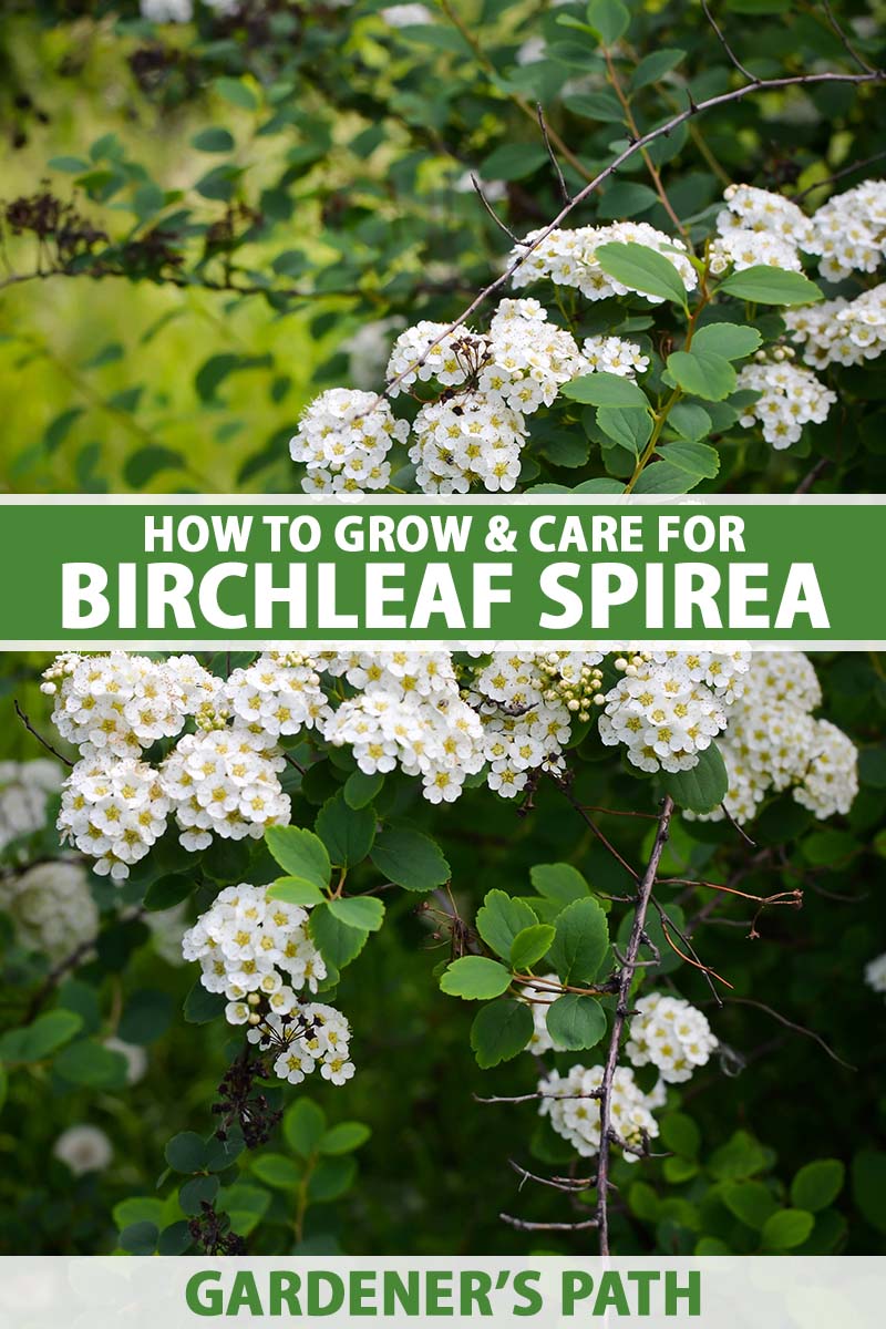 A vertical image of a birchleaf spirea shrub in full bloom with white flower clumps. In the middle of the frame is green and white printed text.