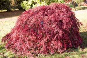 A horizontal image of a small 'Crimson Queen' weeping Japanese maple growing in the garden pictured in bright sunshine.