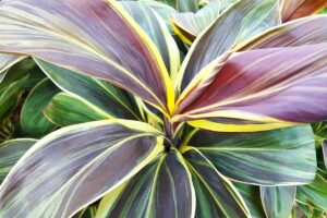 A horizontal closeup of the dark purple, yellow- and white-striped leaves of Cordyline fruticosa 'mocha latte.'
