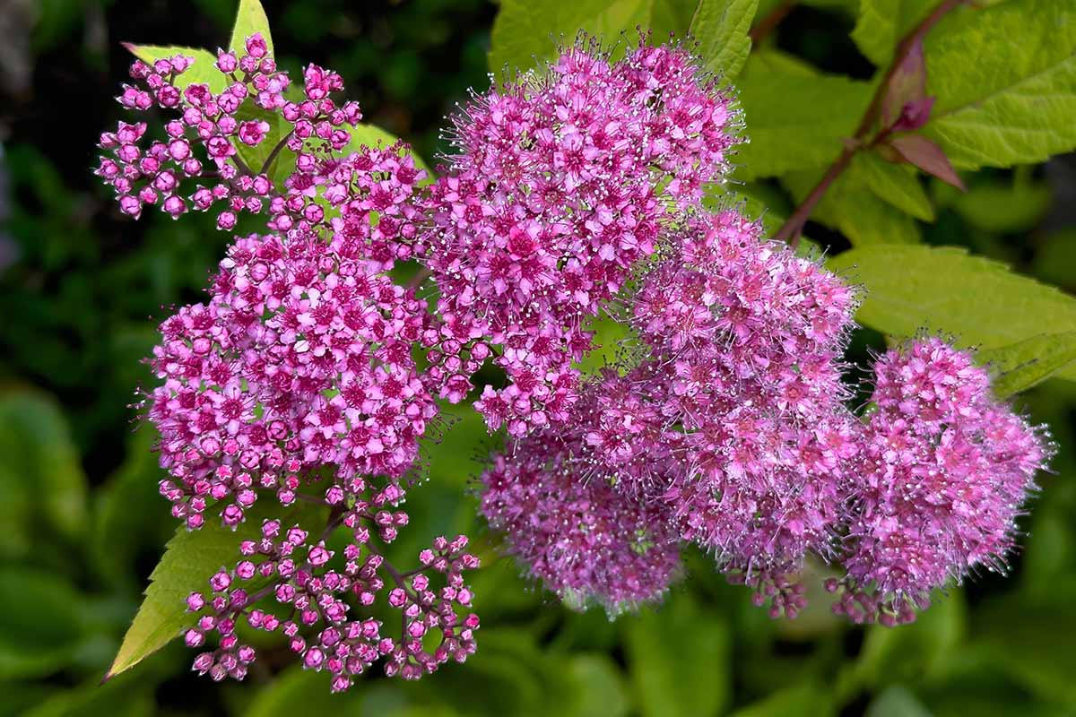 A close up horizontal image of the bright pink flowers of Japanese spirea (Spiraea japonica) with foliage in soft focus in the background.