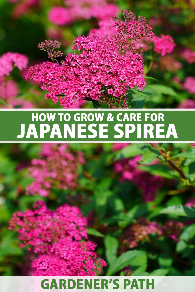 A close up vertical image of the pink flowers of Japanese spirea growing in the garden pictured on a soft focus background. To the center and bottom of the frame is green and white printed text.