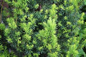 A horizontal image of a Japanese yew bursting with light green and dark green needles outdoors.