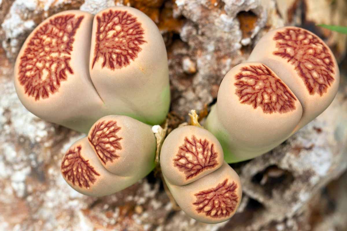 A close up horizontal image of lithops aka living stone plants growing outdoors on a rocky outcrop.