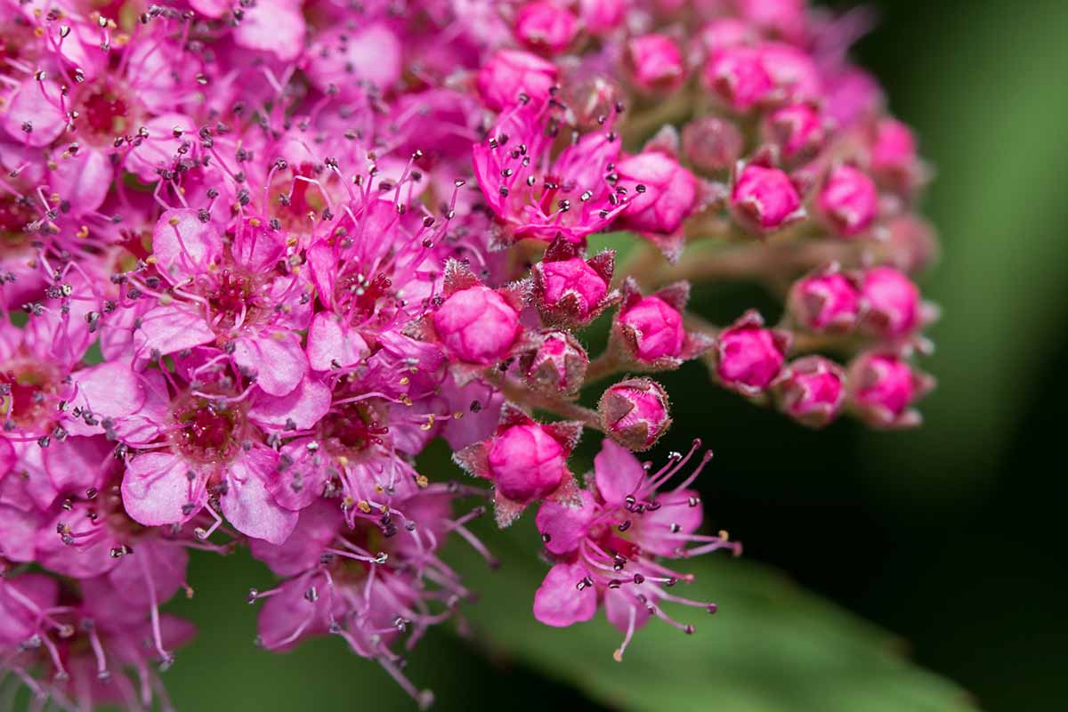 A close up horizontal image of the bright pink flowers of Magic Carpet spirea pictured on a soft focus background.