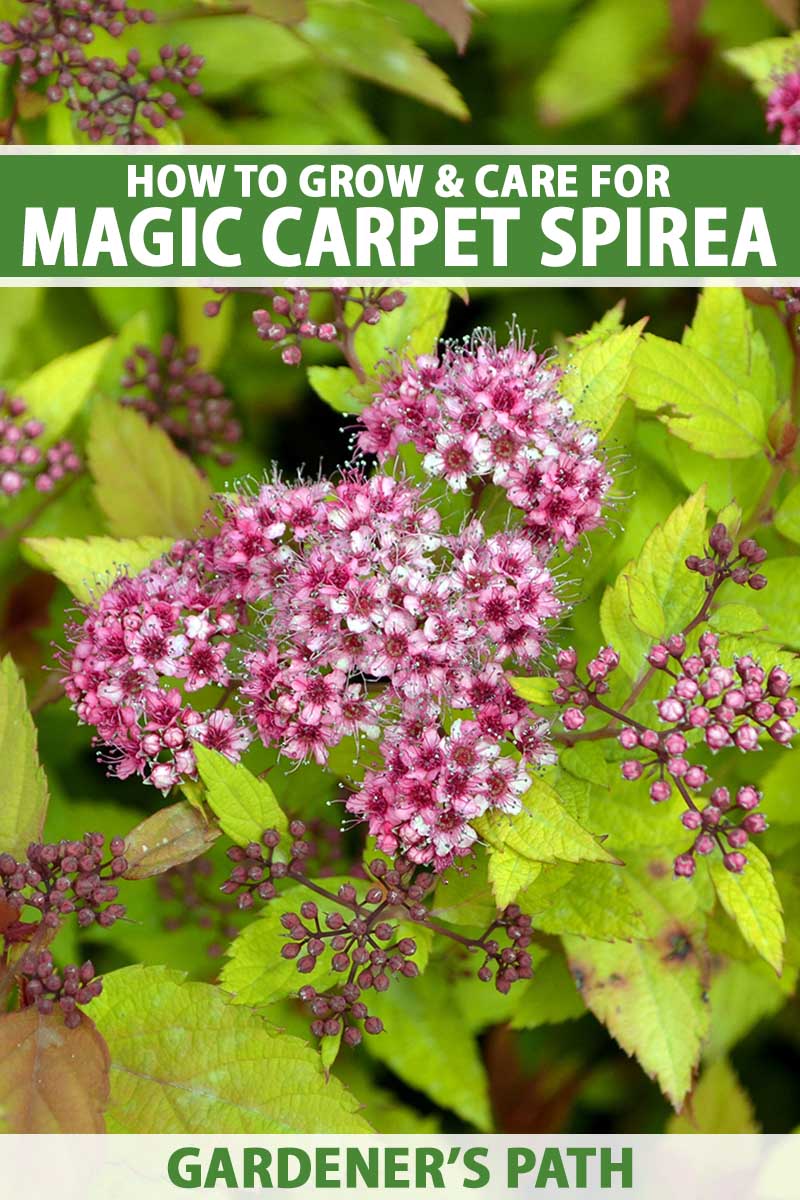 A close up vertical image of the foliage and pink flowers of Magic Carpet spirea growing in the garden. To the top and bottom of the frame is green and white printed text.
