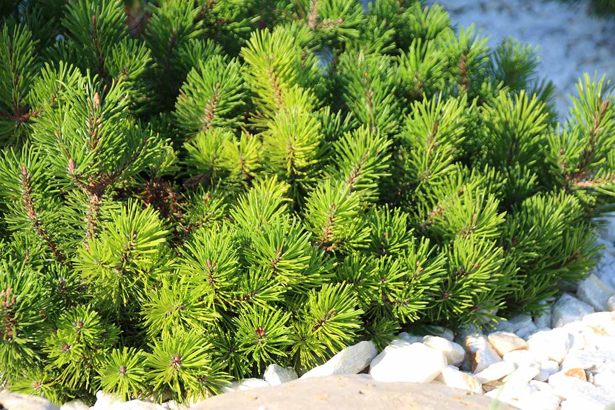 A horizontal photo with a mugo pine shrub in a rock garden filling the frame.