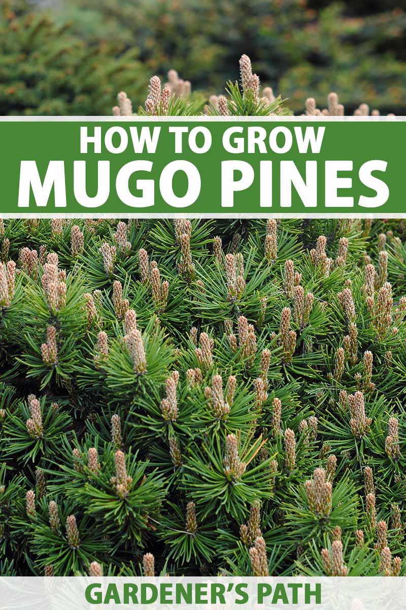 A vertical photo of a mugo pine shrub. There is green and white text across the center and bottom of the frame.