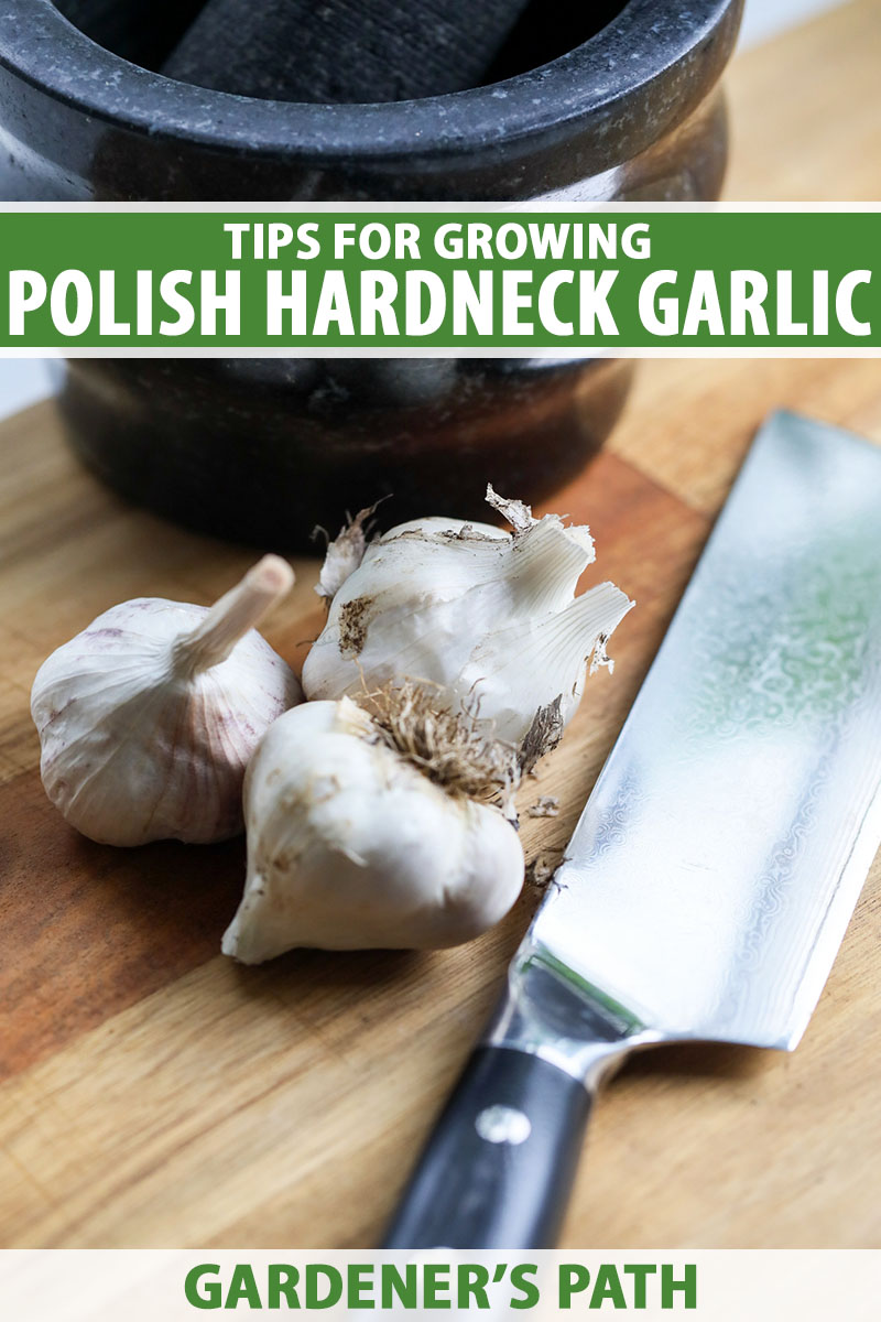 A close up vertical image of three 'Polish Hardneck' garlic cloves set on a wooden surface with a pestle and mortar to the top of the frame and a knife to the right. To the top and bottom of the frame is green and white printed text.