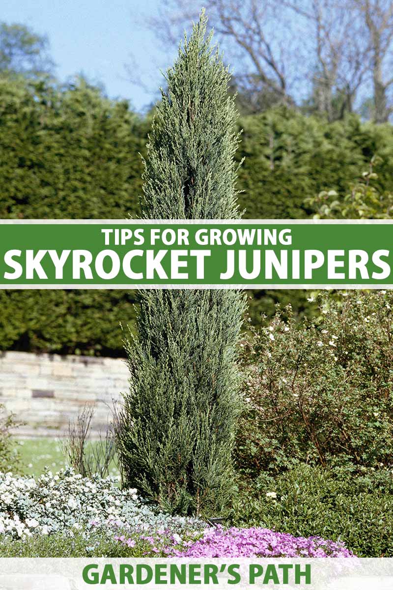 A vertical photo of a skyrocket juniper in the center of the frame surrounded by a garden of other landscape shrubs, rocks, and flowering groundcover. Green and white text run across the center and bottom of the frame.