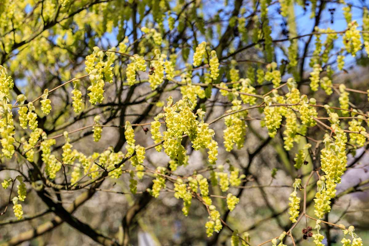 A horizontal picture of a Corylopsis aka winterhazel blooming with yellow flowers outdoors.