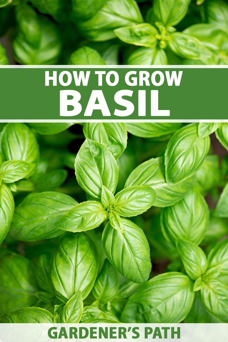 A close up vertical image of basil plants growing in the garden. To the top and bottom of the frame is green and white printed text.