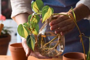 A close up horizontal image of a gardener holding a glass jar with pothos cuttings that have formed roots, ready for transplant.