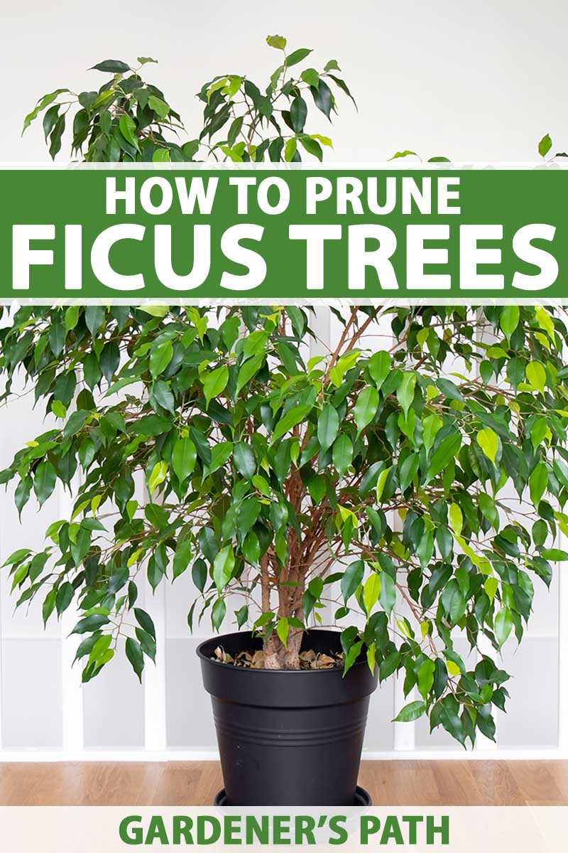 A vertical photo with a ficus tree in a black pot filling the entire frame. There is a band of green and white text across the center and bottom of the frame as well.