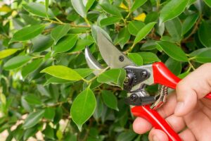 A horizontal close-up of a pair of gardening clippers snipping off the end of a ficus branch.