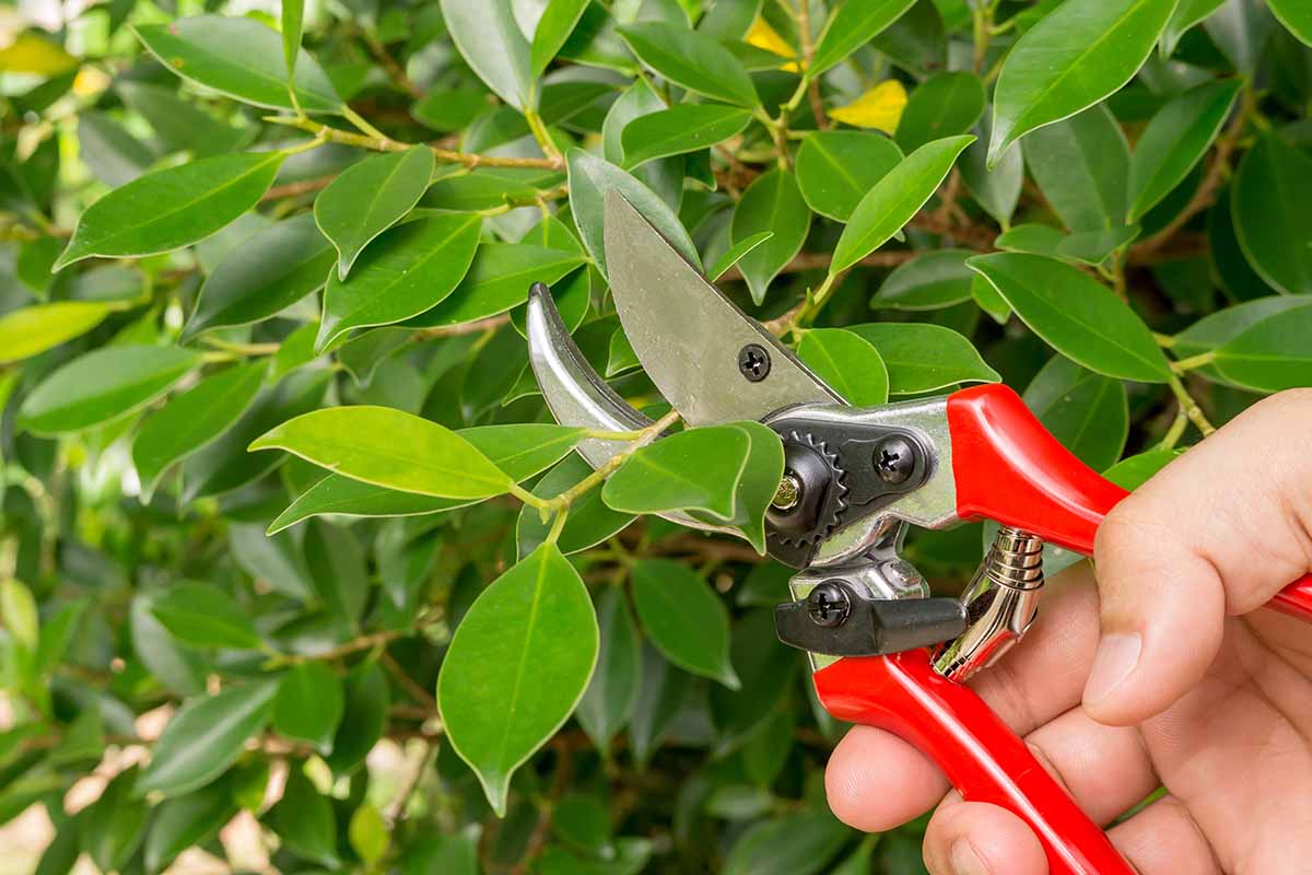 A horizontal close-up of a pair of gardening clippers snipping off the end of a ficus branch.