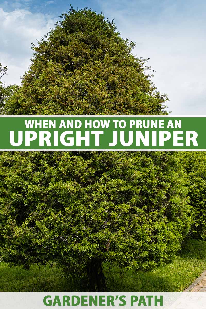 A vertical shot with an upright juniper shrub filling the full frame. To the center and bottom of the frame is green and white printed text.