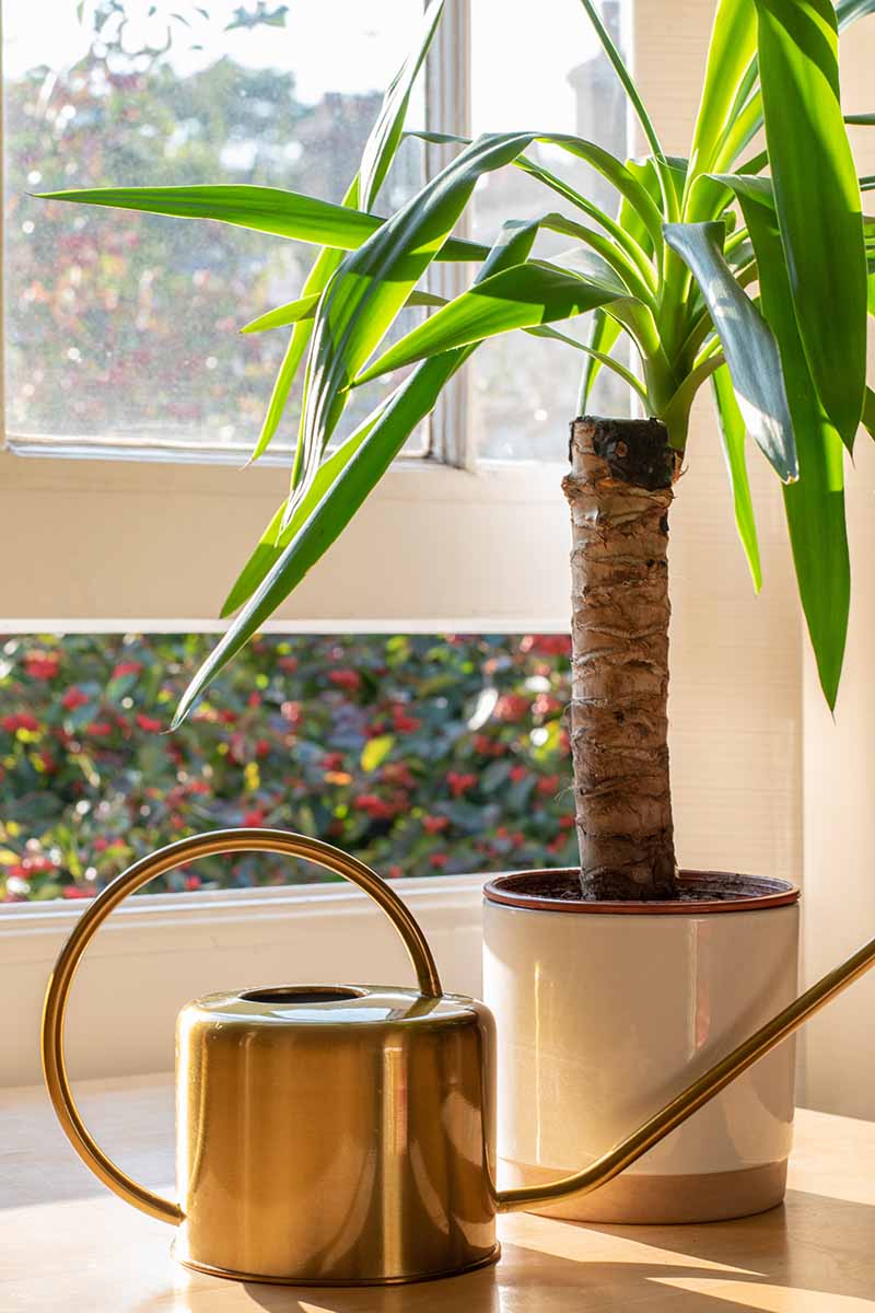 A vertical image of a potted yucca plant growing next to brass watering can and an open window.