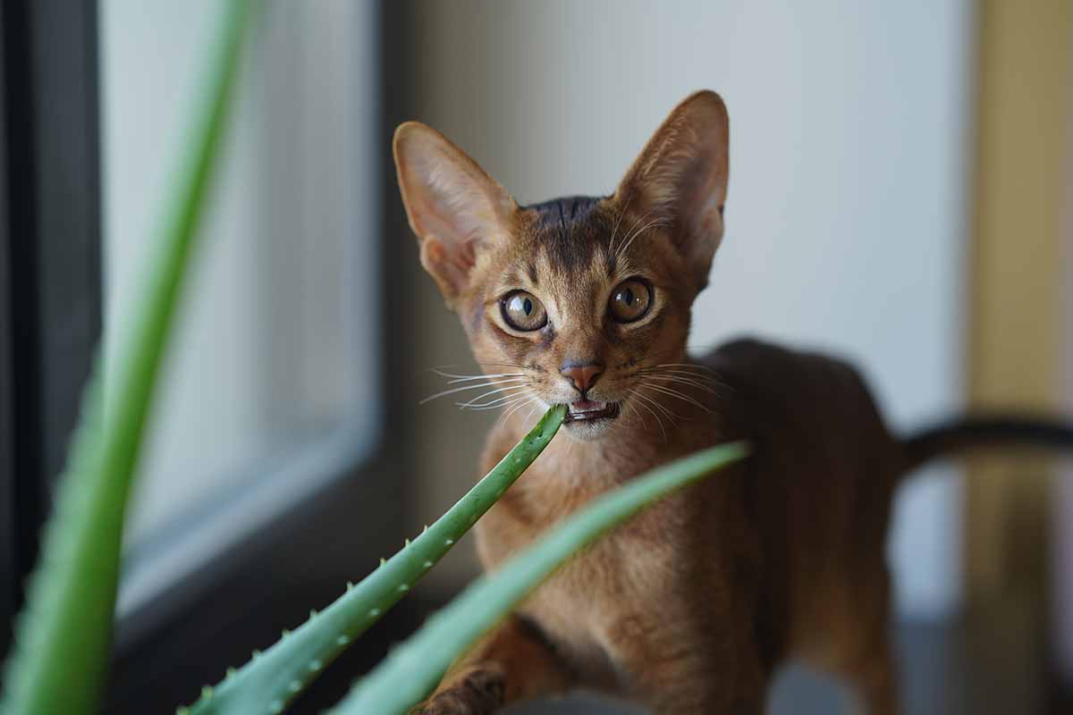 A horizontal image of an Abyssinian cat munching on the leaf of an aloe vera plant, pictured on a soft focus background.