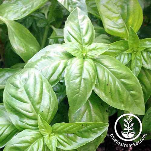 A square image of the foliage of Italian Large Leaf basil growing in in the garden. To the bottom right of the frame is a white circular logo with text.