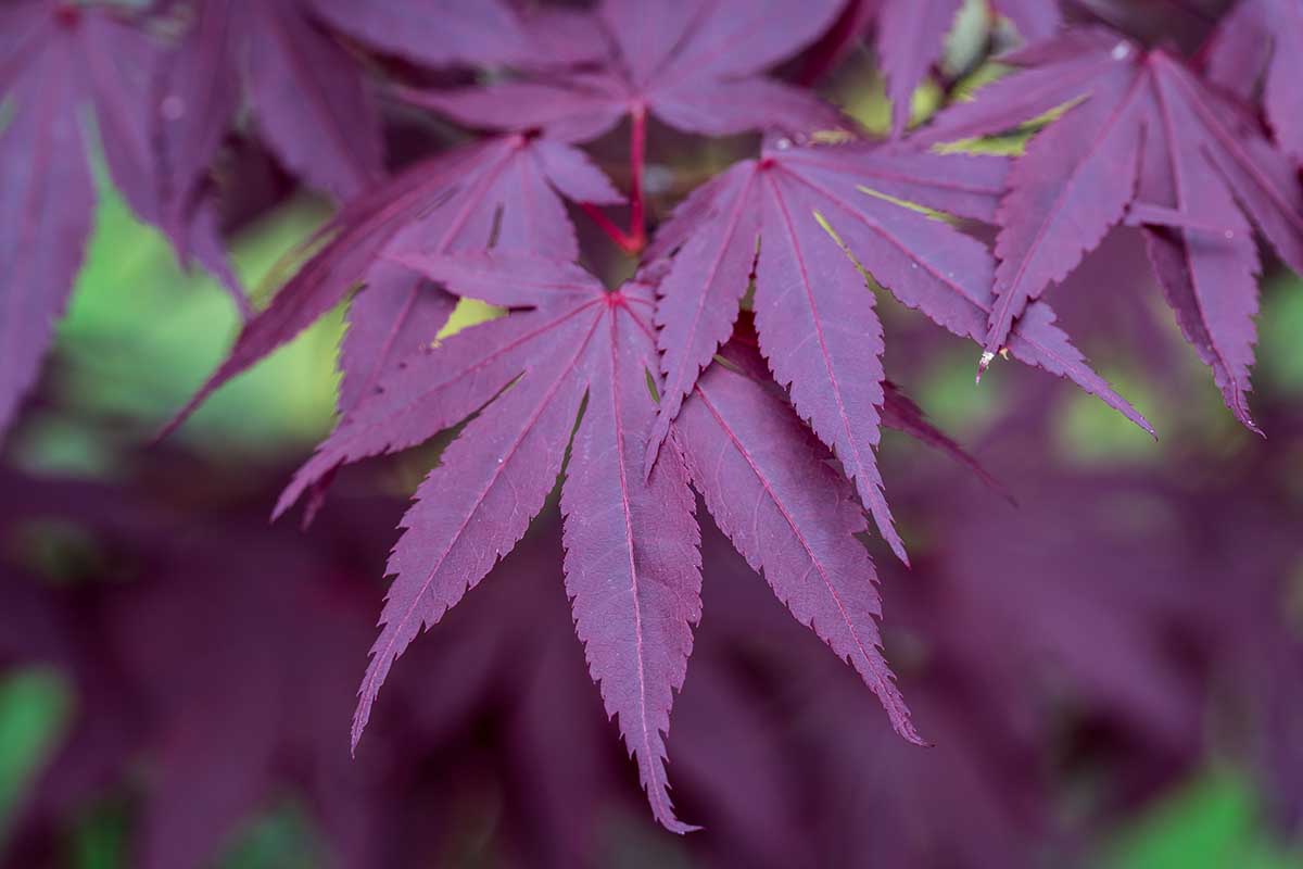 A close up horizontal image of the foliage of a Japanese maple pictured on a soft focus background.
