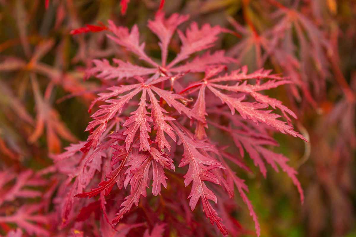 A close up horizontal image of the bright red foliage of a Japanese maple pictured on a soft focus background.