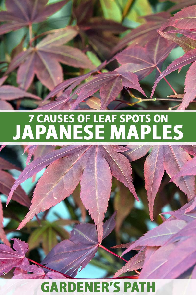 A close up vertical image of red leaves on a Japenese maple tree. In the middle of the frame is green and white printed text.