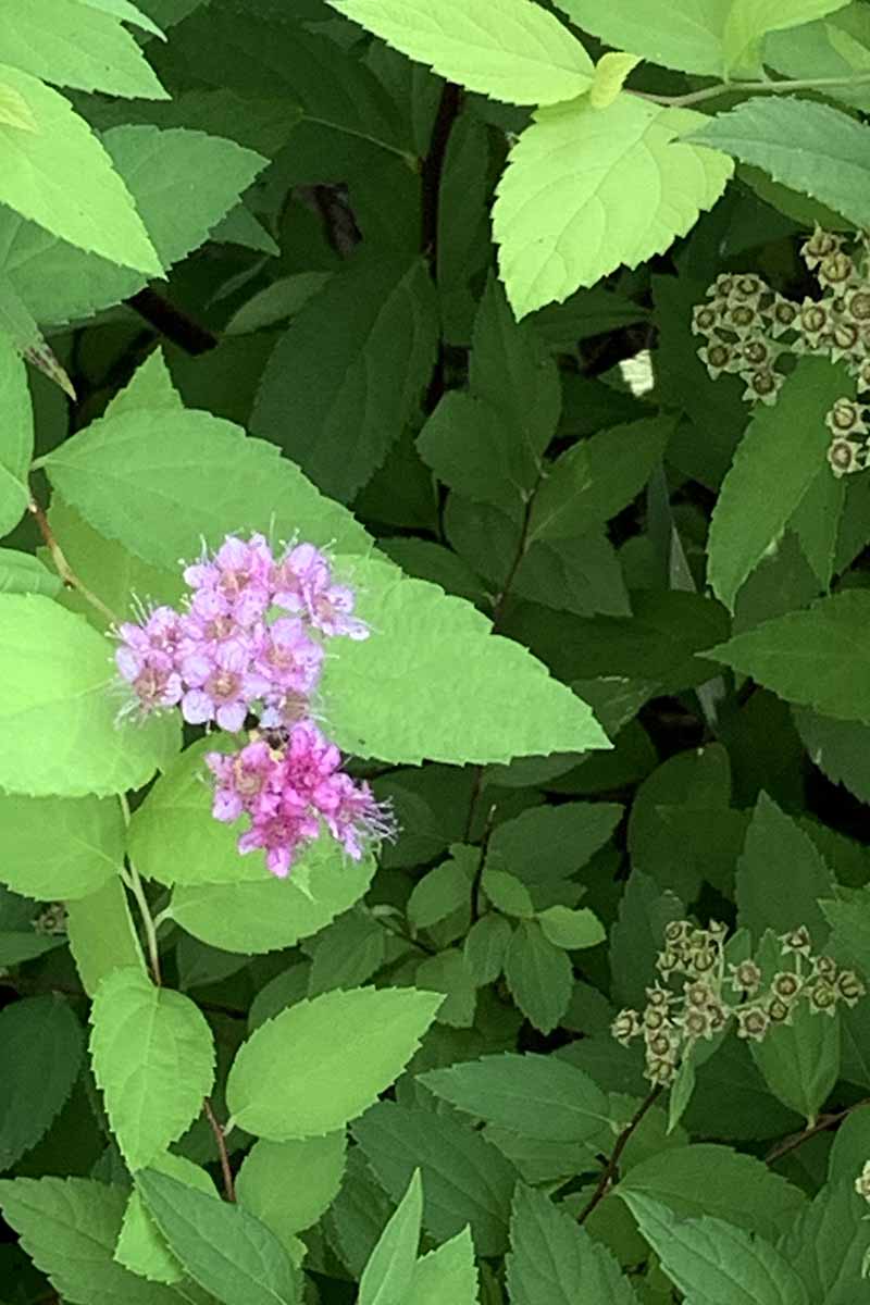 A close up vertical image of the pink flowers and bright green foliage of Japanese spirea growing in the garden.