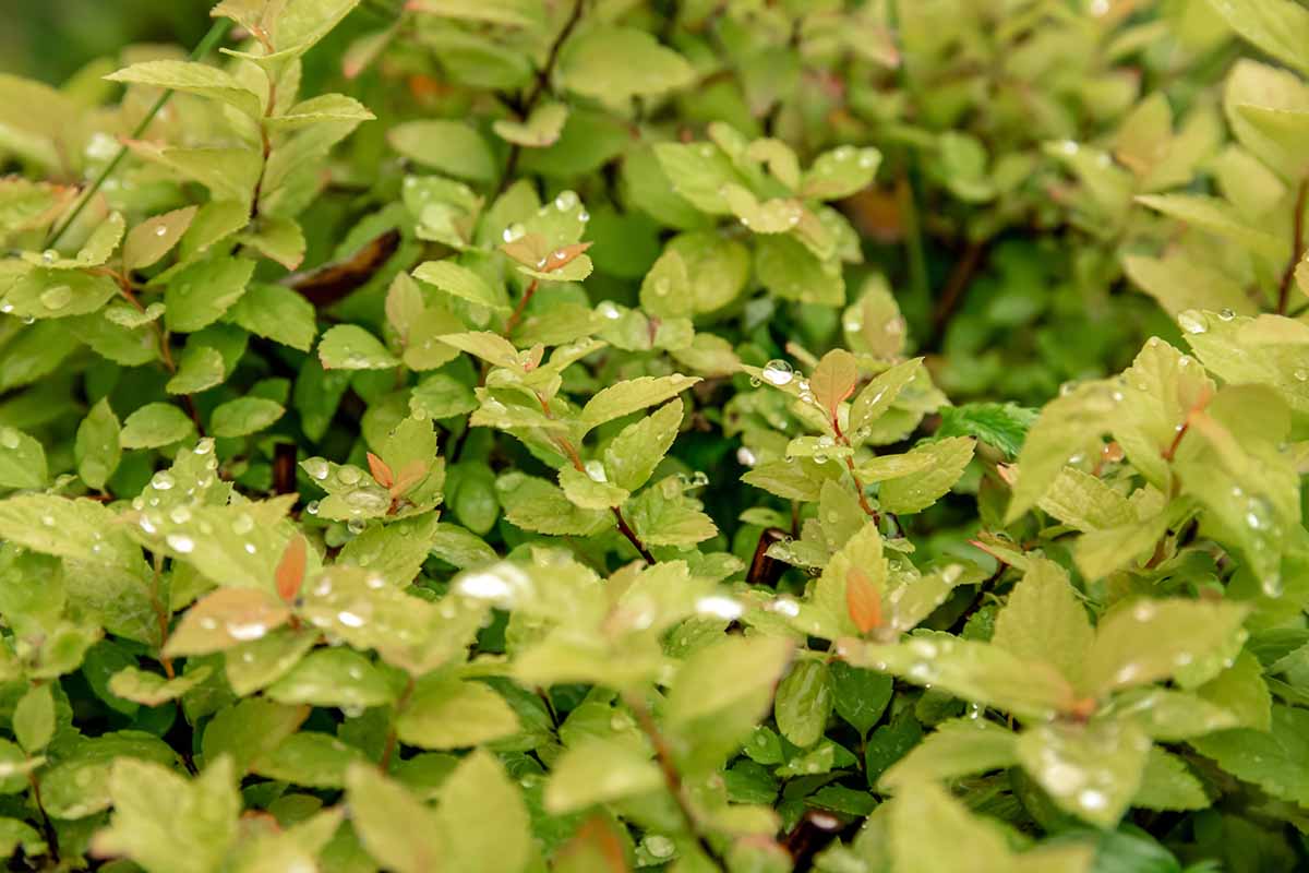 A close up horizontal image of the yellowish-green foliage of a Japanese spirea, covered in droplets of water.