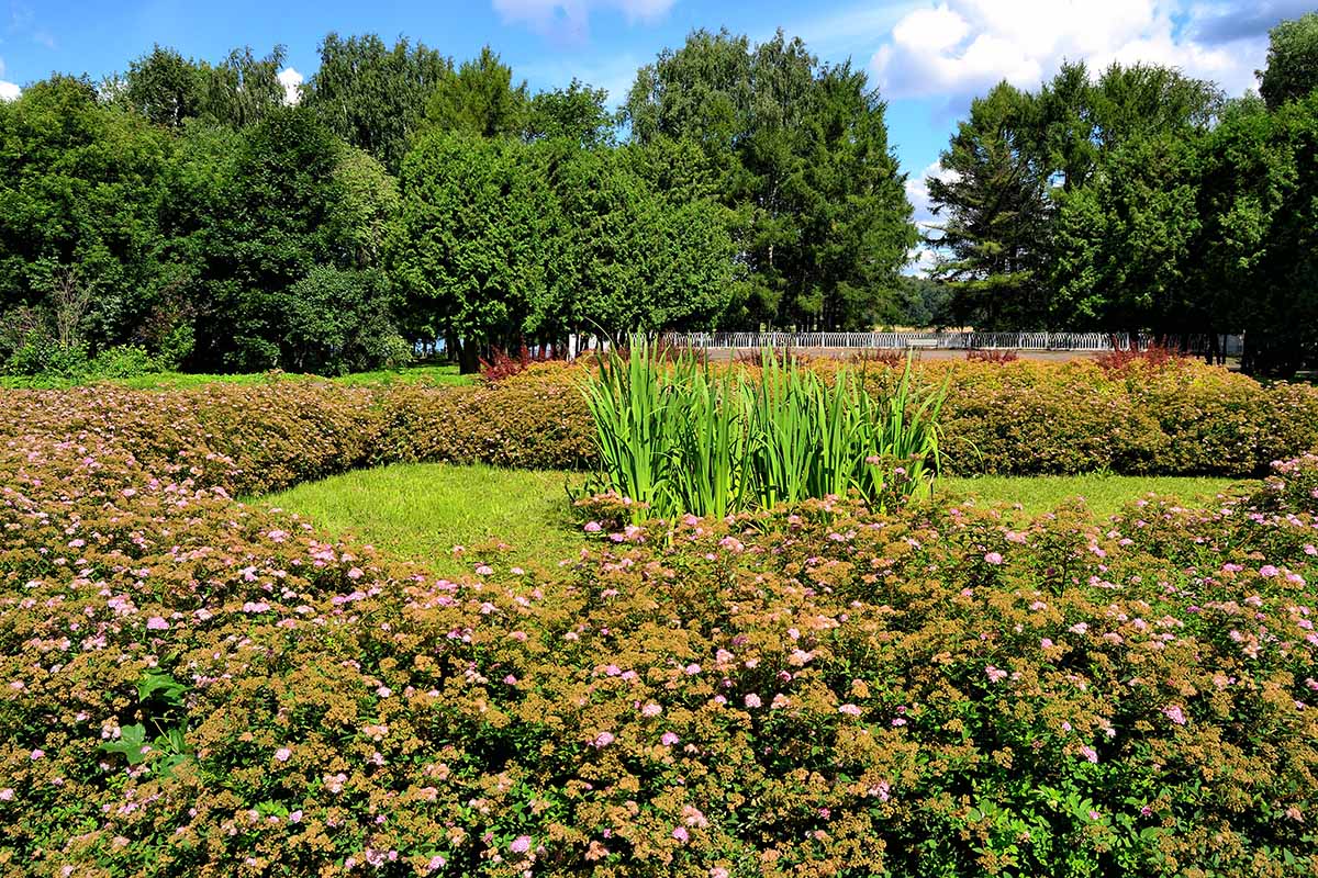 A horizontal image of a mixed planting surrounded by a hedge of Japanese spirea.