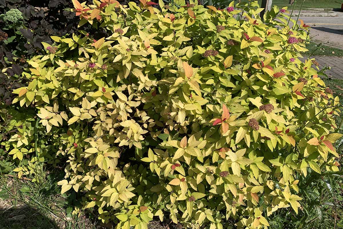 A horizontal image of a large Japanese spirea shrub growing in the backyard, pictured in bright sunshine.