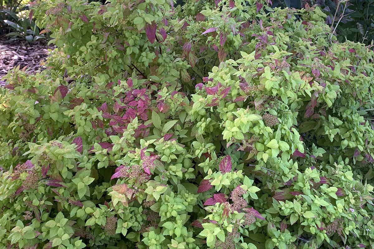 A close up horizontal image of the purple and green late summer foliage of a Japanese spirea plant growing in the garden.