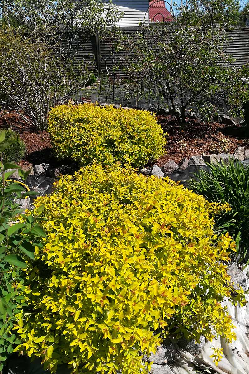 A vertical image of two pruned Japanese spirea shrubs in a mixed perennial border.