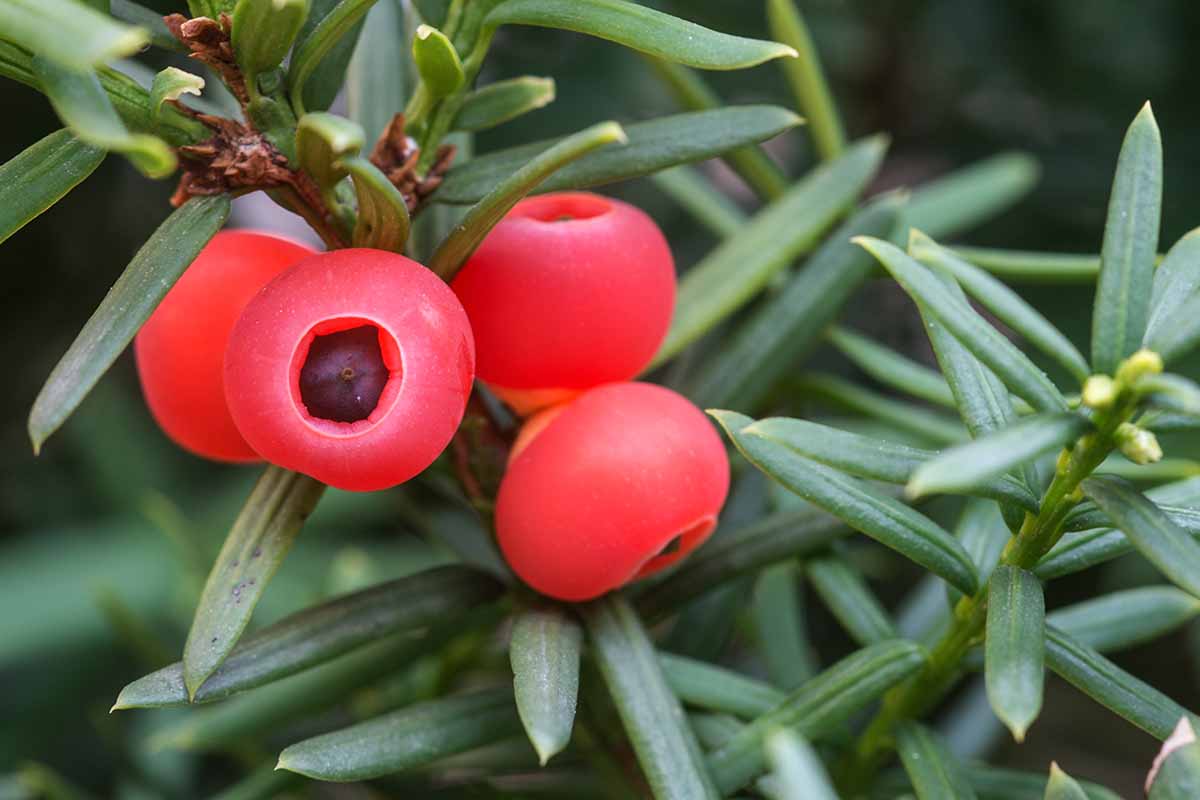 A horizontal image of red Taxus cuspidata berries growing among green-needled foliage outdoors.