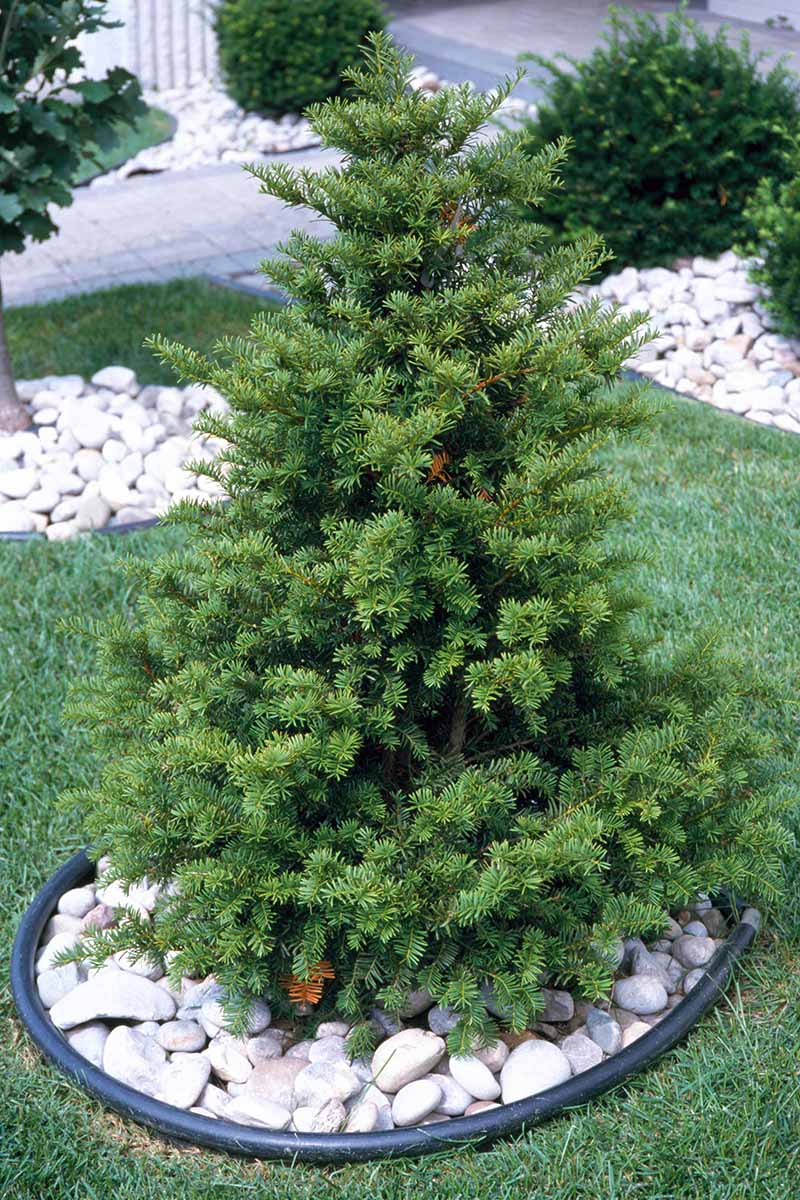 A vertical image of Taxus cuspidata 'Capitata' growing in a rock bed in an outdoors front lawn.