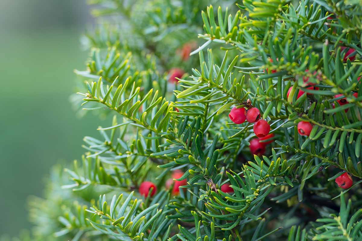 A closeup horizontal image of a Japanese yew's green needles and red berries growing outdoors.