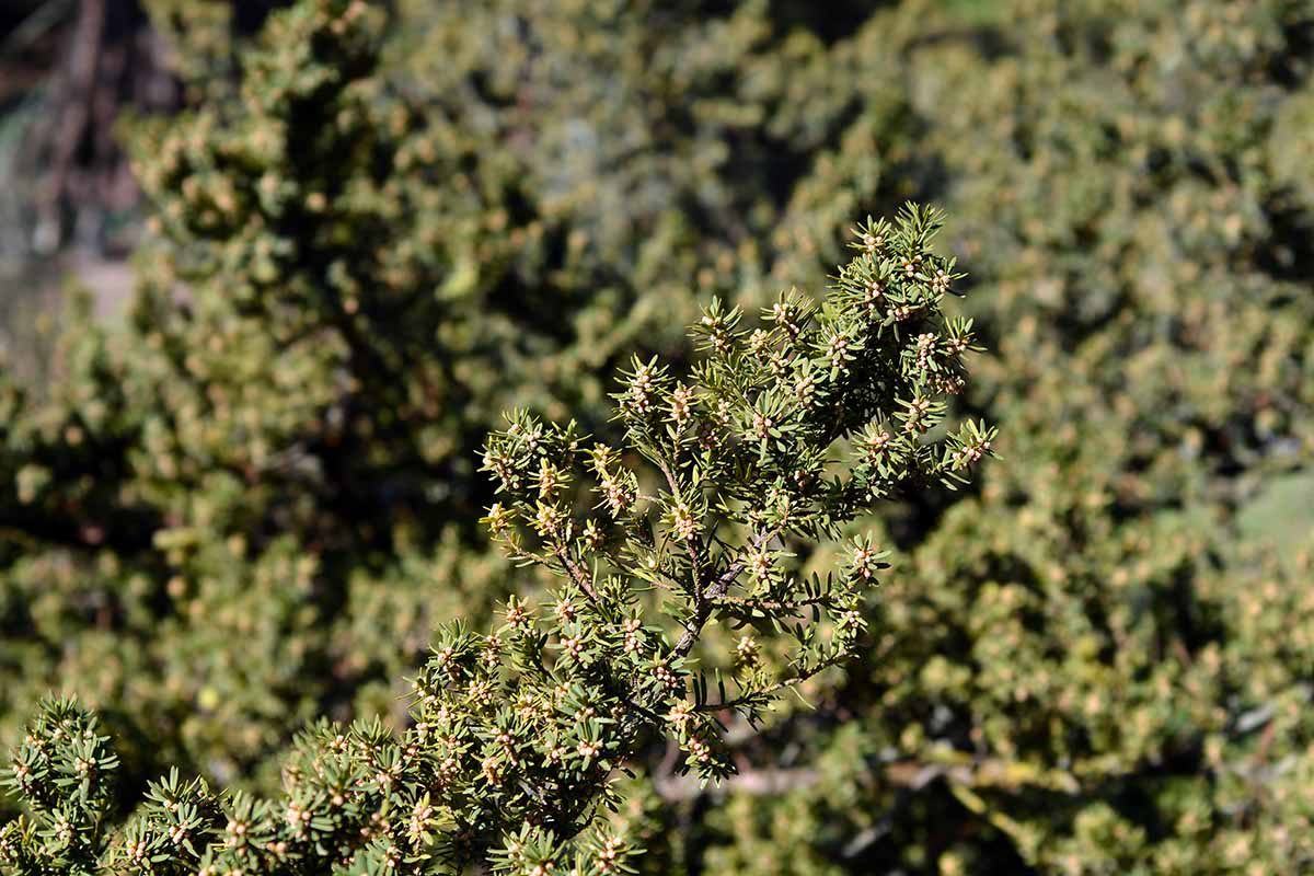 A horizontal image of the green leaves of Taxus cuspidata var. nana growing in front of a blurry background of other green shrubs outdoors.