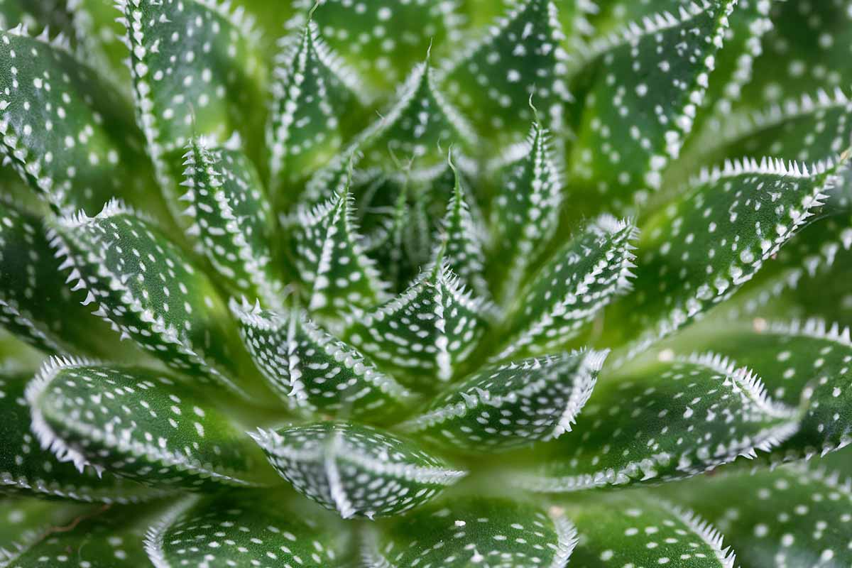A close up horizontal image of the foliage detail of Aristaloe aristata aka lace aloe.