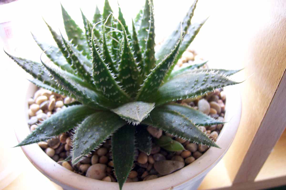 A close up horizontal image of a small Aristaloe aristata plant growing in a ceramic pot.