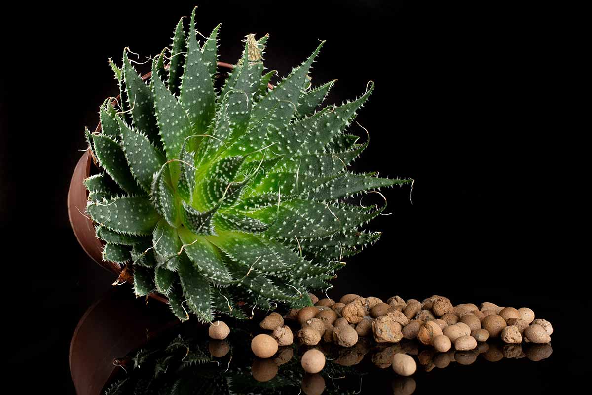 A close up horizontal image of a lace aloe plant in a pot laid on its side on a shiny dark surface.